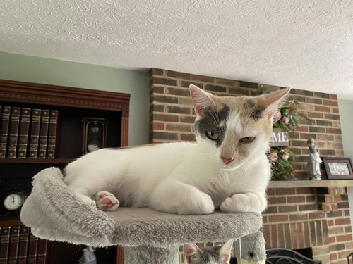 ZZ "LILY" COURTESY LISTING - Calico available for adoption