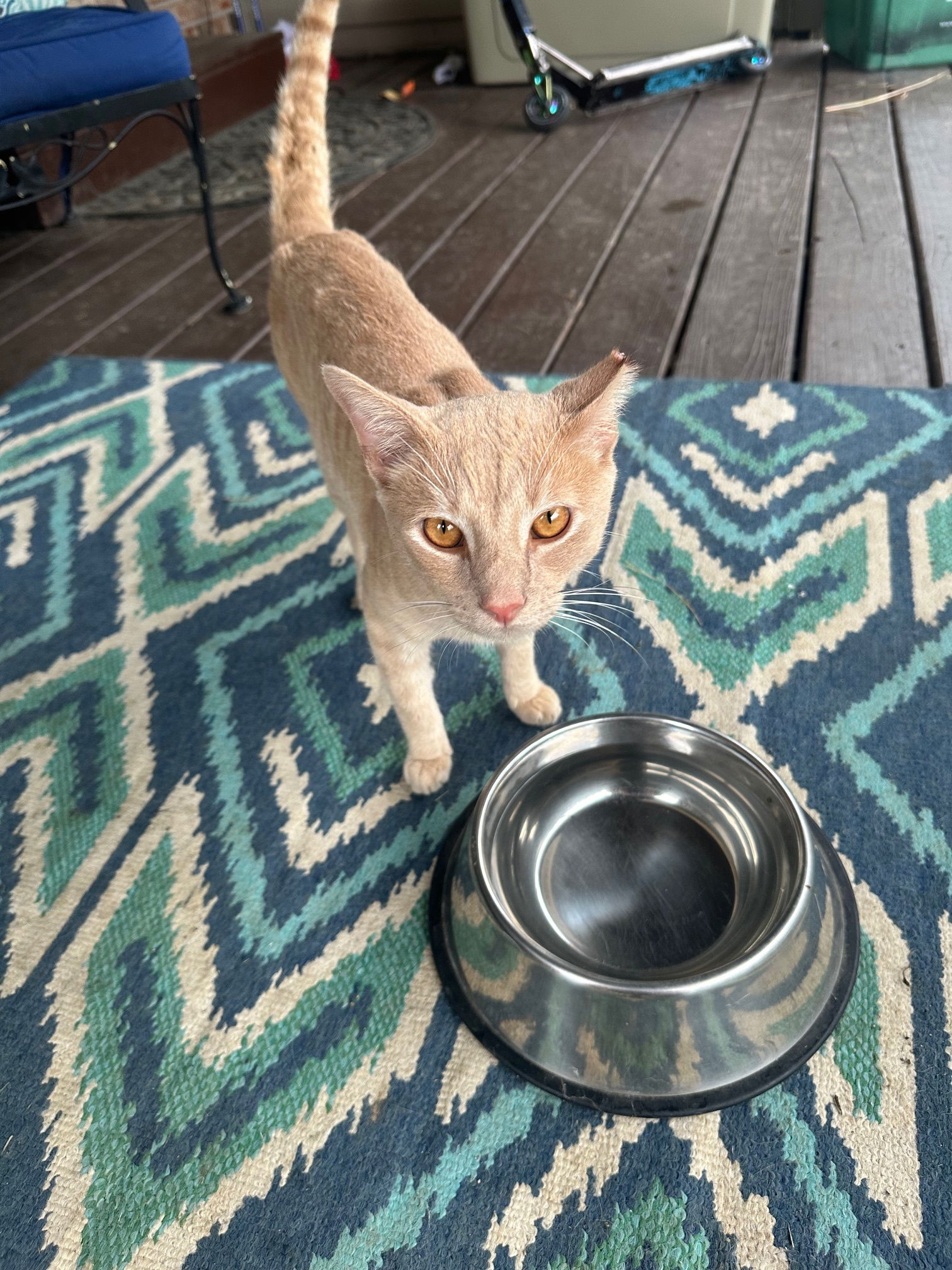 adoptable Cat in Cincinnati, OH named zz