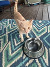 adoptable Cat in  named zz "Tall Boy" courtesy listing