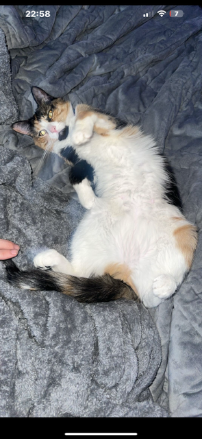 ZZ "MILA" COURTESY LISTING - Calico available for adoption