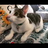 adoptable Cat in Cincinnati, OH named zz "Felix" courtesy listing