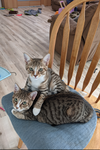 adoptable Cat in , OH named zz "Chip & Nala" courtesy listing