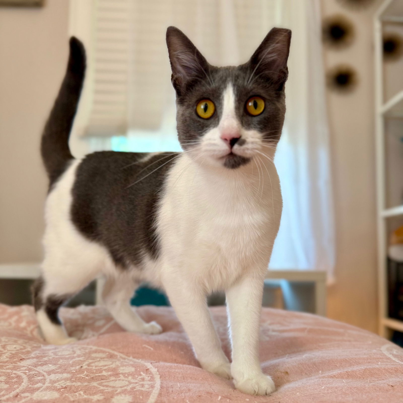 adoptable Cat in Cincinnati, OH named zz 
