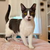 adoptable Cat in , OH named zz "Dakota" courtesy listing