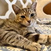 adoptable Cat in , OH named zz "Hank" courtesy listing