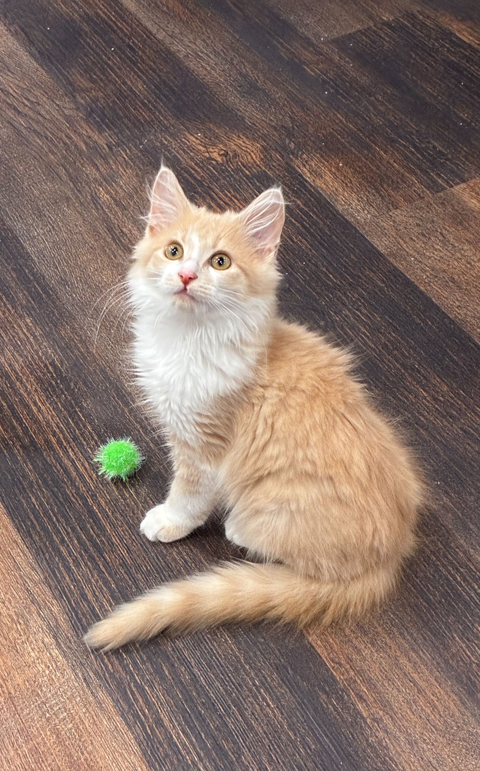 adoptable Cat in Cincinnati, OH named Wes
