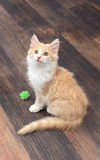 adoptable Cat in  named Wes