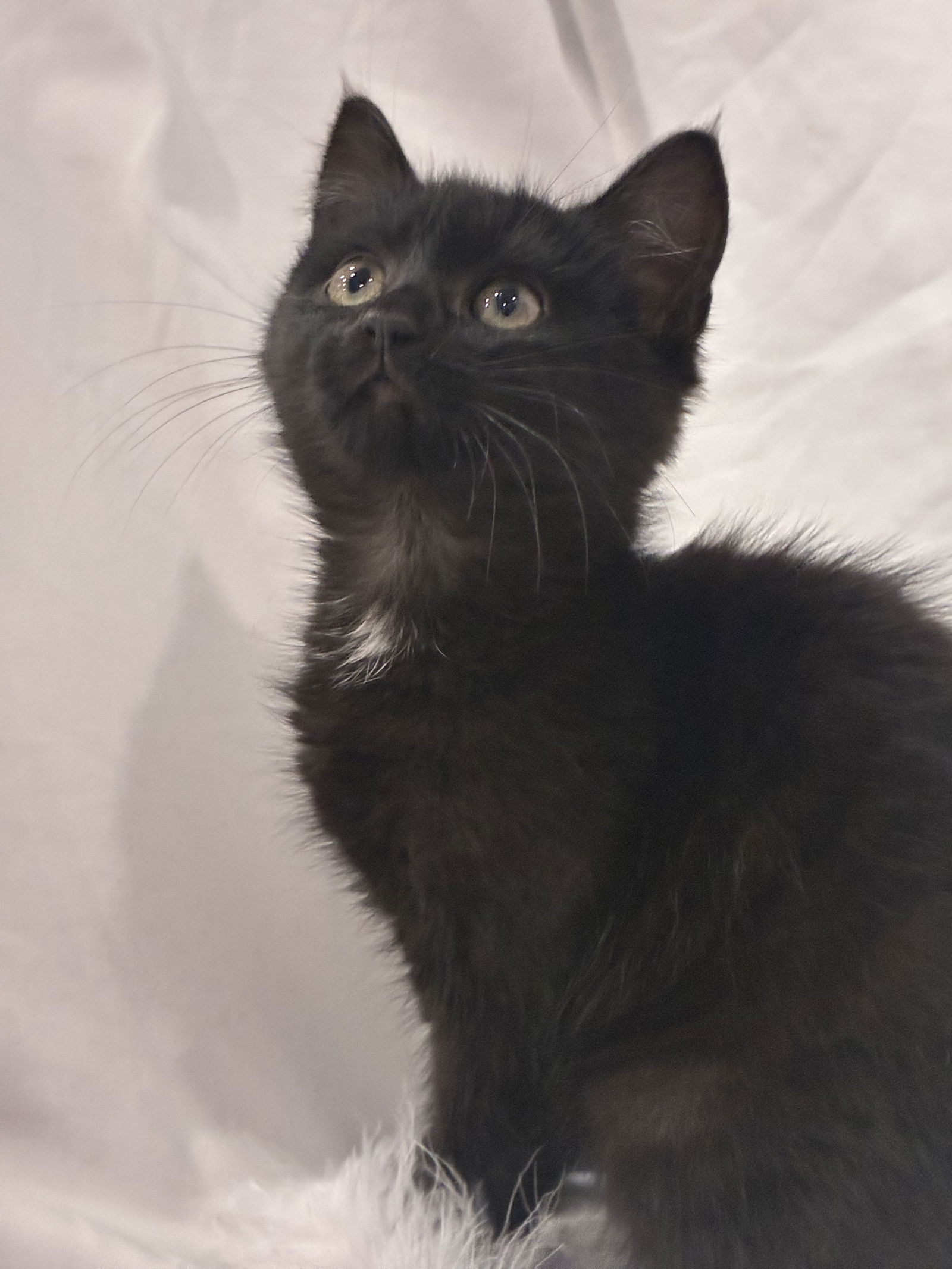 adoptable Cat in Cincinnati, OH named Isobel