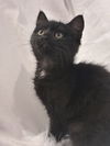 adoptable Cat in , OH named Isobel