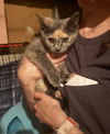 adoptable Cat in , OH named Cat Benatar
