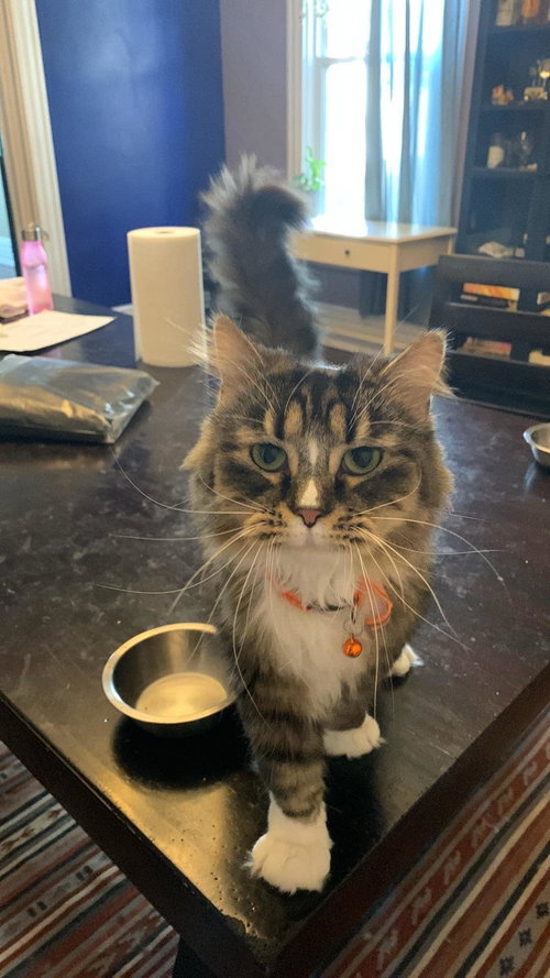 ZZ "HOUDINI" COURTESY LISTING - Tabby / Maine Coon available for adoption