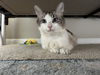 adoptable Cat in  named zz "Elvis" courtesy listing