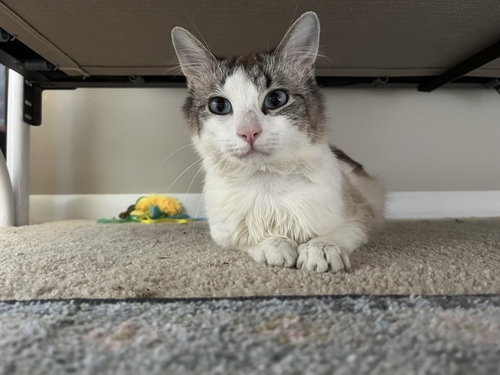 ZZ "ELVIS" COURTESY LISTING - Tabby available for adoption