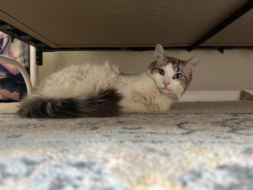 ZZ "ELVIS" COURTESY LISTING - Tabby available for adoption