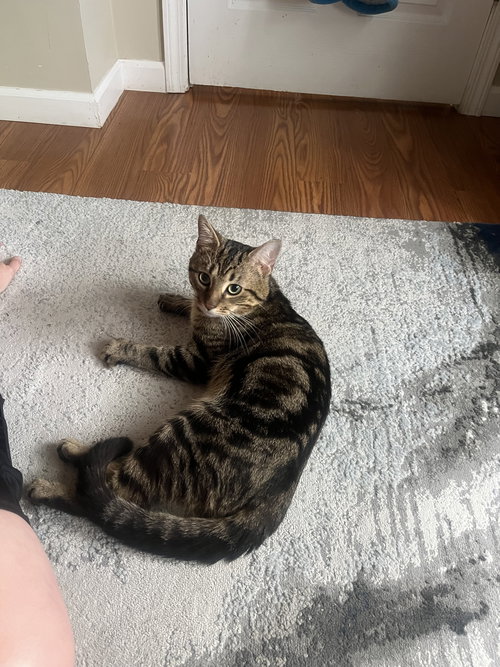 ZZ "DIGIT" COURTESY LISTING - Tabby available for adoption