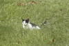 Peppermint Catty - Photo 12