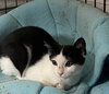 Peppermint Catty - Photo 10