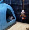 Peppermint Catty - Photo 9
