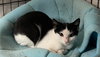 Peppermint Catty - Photo 8