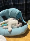 Peppermint Catty - Photo 7