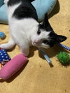 Peppermint Catty - Photo 6