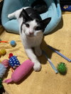 Peppermint Catty - Photo 5