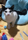 Peppermint Catty - Photo 4