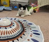 Peppermint Catty - Photo 3