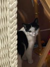 Peppermint Catty - Photo 2