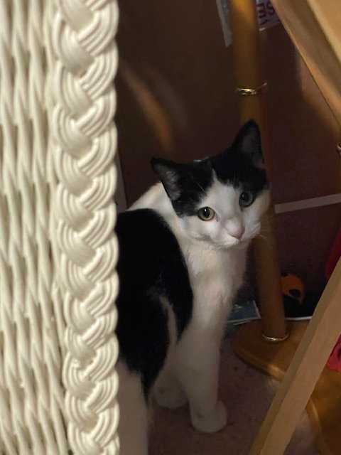 PEPPERMINT CATTY - Domestic Short Hair available for adoption