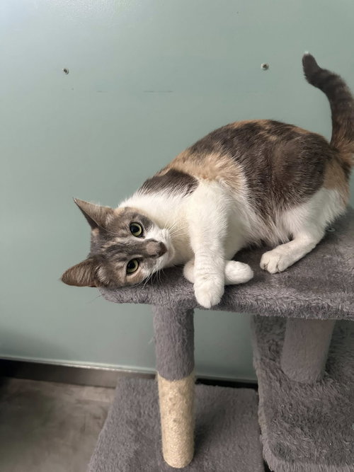 QUICHE-A - Dilute Calico / Domestic Short Hair available for adoption