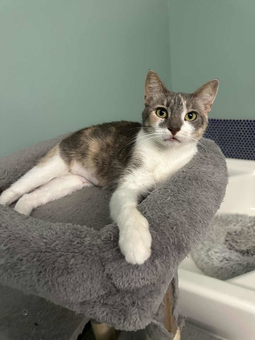 QUICHE-A - Dilute Calico / Domestic Short Hair available for adoption