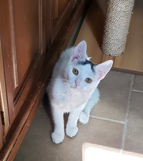 Photo of Chai