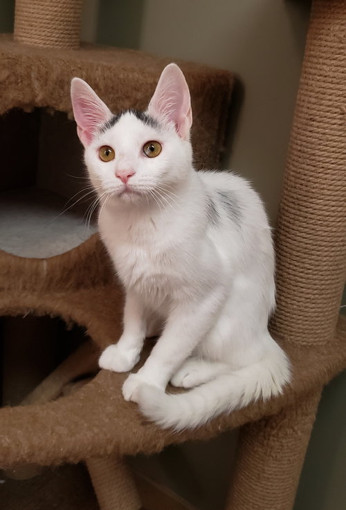 Photo of Chai