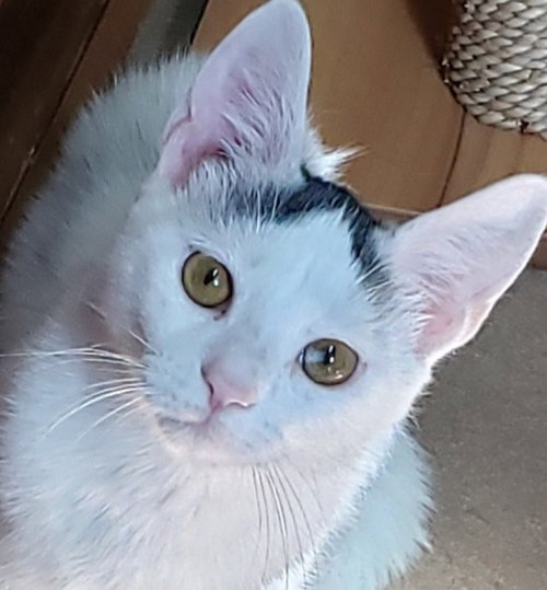 Photo of Chai