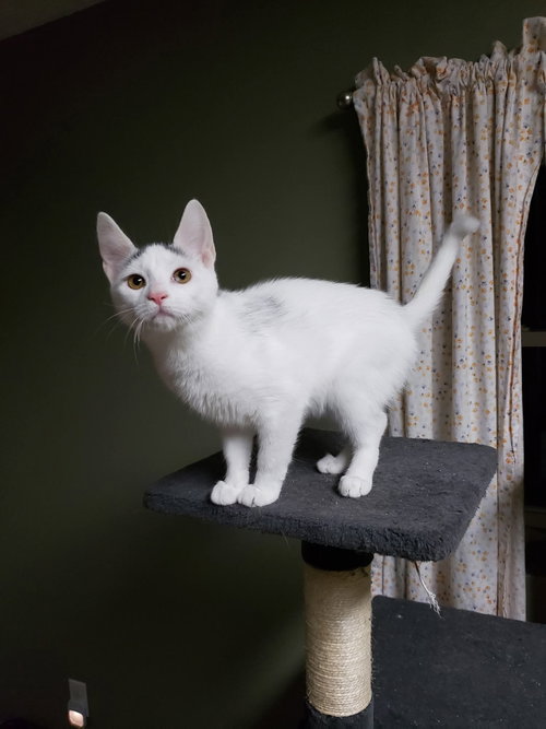 Photo of Chai