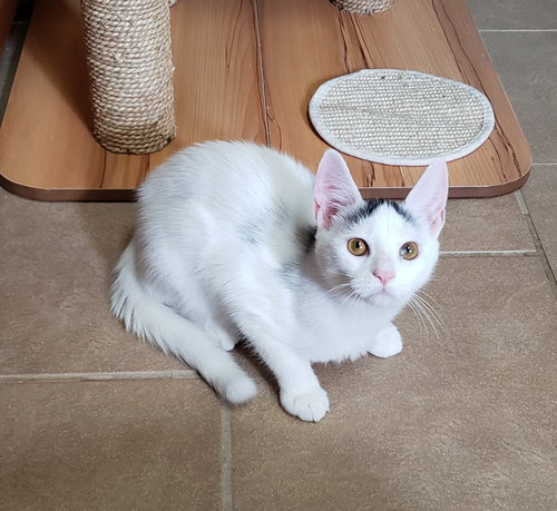 Photo of Chai