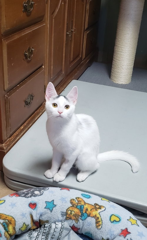 Photo of Chai