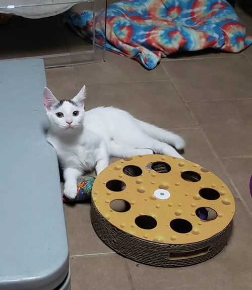 Photo of Chai