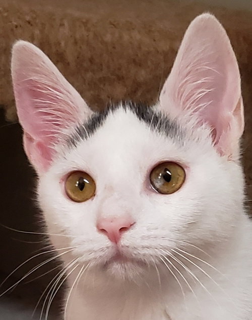 Photo of Chai
