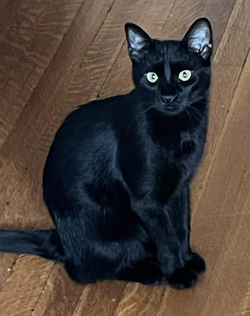 MYSTIK - Domestic Short Hair / Siamese available for adoption