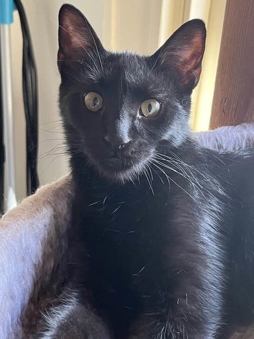 MYSTIK - Domestic Short Hair / Siamese available for adoption