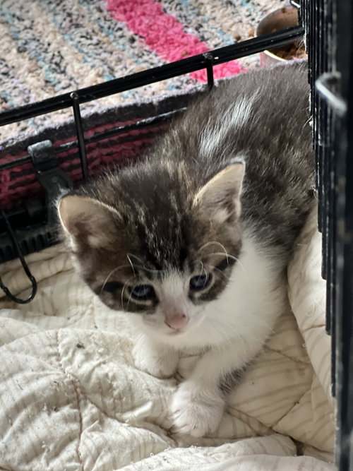 ZZ "JUNE BUG" COURTESY LISTING - Domestic Short Hair available for adoption