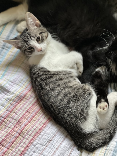 ZZ "JUNE BUG" COURTESY LISTING - Domestic Short Hair available for adoption