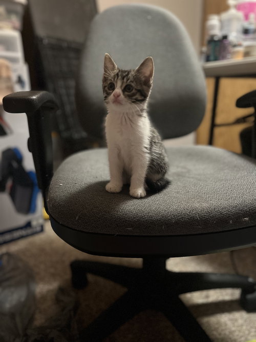 ZZ "LADY BUG" COURTESY LISTING - Domestic Short Hair available for adoption
