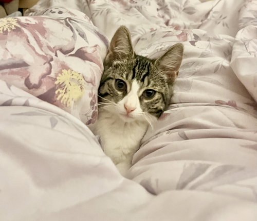 ZZ "LADY BUG" COURTESY LISTING - Domestic Short Hair available for adoption