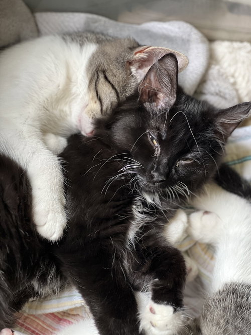 ZZ "SAMUEL" COURTESY LISTING - Domestic Short Hair available for adoption