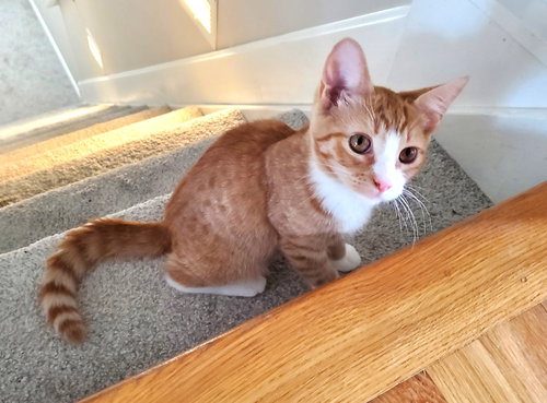 GREGORY PECK - Tabby / Tuxedo available for adoption