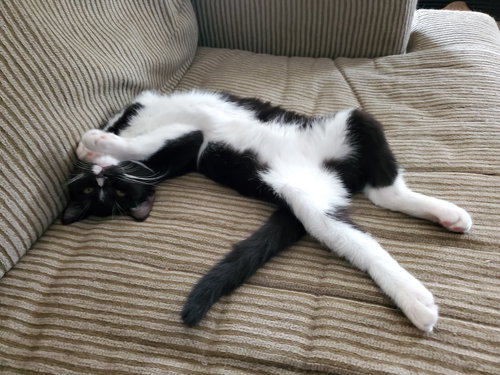 LAUREN BACALL - Tuxedo / Domestic Short Hair available for adoption