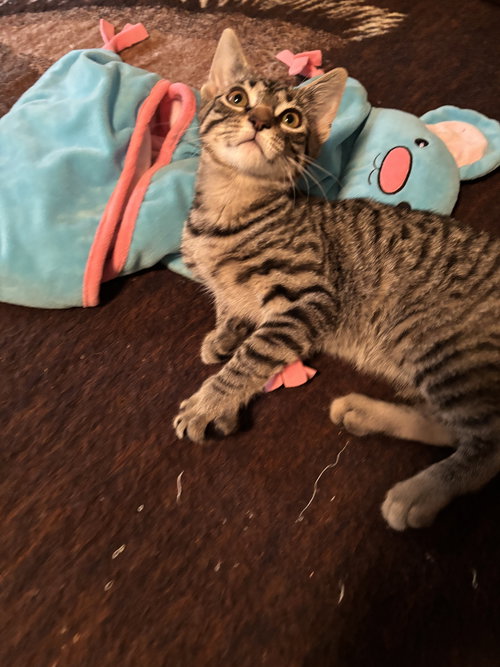 REED - Tabby / Domestic Short Hair available for adoption